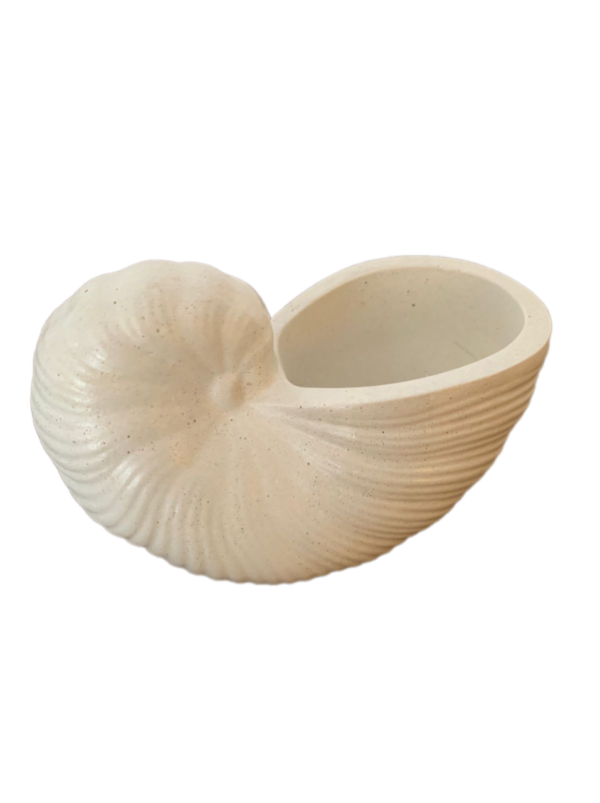 Sea shell